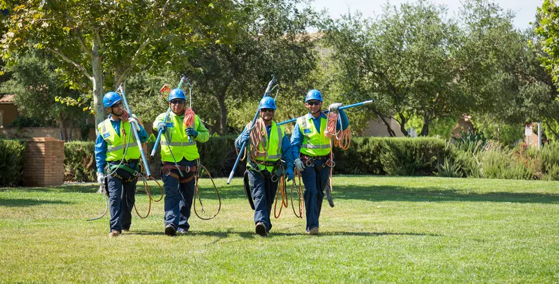 Boston's Commercial Tree Care Professionals